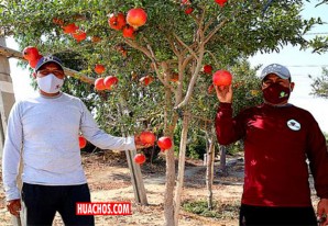 Ica: por 2do. año consecutivo, la granada sigue siendo la reina de la exportación Ica: por 2do. año consecutivo, la granada sigue siendo la reina de la exportación