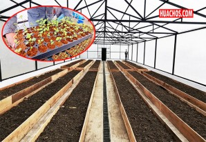 Colcabambinos tendrán semillas prebásicas para mejorar producción de papas nativas Colcabambinos tendrán semillas prebásicas para mejorar producción de papas nativas