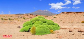 La “Yareta”, un potencial para determinar la edad histórica de erupciones volcánicas en los Andes La “Yareta”, un potencial para determinar la edad histórica de erupciones volcánicas en los Andes