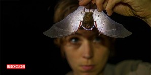 Descubren en China 4 nuevos coronavirus en murciélagos relacionados con el virus de la covid-19 Descubren en China 4 nuevos coronavirus en murciélagos relacionados con el virus de la covid-19