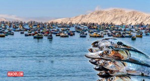 Producción ilegal de harina de pescado en Perú con la aquiescencia del Congreso Producción ilegal de harina de pescado en Perú con la aquiescencia del Congreso