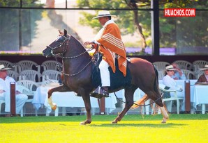 Declaran Patrimonio Cultural de la Nación saberes del Chalán para crianza del Caballo Peruano de Paso Declaran Patrimonio Cultural de la Nación saberes del Chalán para crianza del Caballo Peruano de Paso