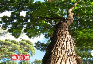 Perú cuenta con 10 especies de cedro de las 17 identificadas en su género Perú cuenta con 10 especies de cedro de las 17 identificadas en su género