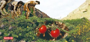 Breve historia sobre el origen peruano del tomate ancestral Breve historia sobre el origen peruano del tomate ancestral