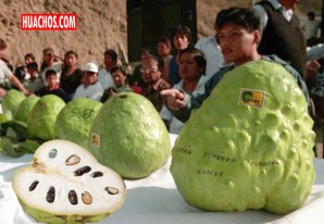 Bondades nutritivas y medicinales de la deliciosa e incomparable chirimoya | VIDEO Bondades nutritivas y medicinales de la deliciosa e incomparable chirimoya | VIDEO