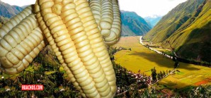 Señoras y señores: ¡Con ustedes su majestad el choclo Paraqay! - VIDEO Señoras y señores: ¡Con ustedes su majestad el choclo Paraqay! - VIDEO