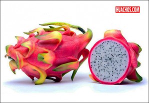 ¡Pitahaya de altura! Investigadores ayacuchanos logran su adaptación a los valles andinos ¡Pitahaya de altura! Investigadores ayacuchanos logran su adaptación a los valles andinos