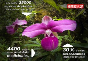 Día de Diversidad Biológica: conoce las plantas de uso medicinal emblemáticas del Perú Día de Diversidad Biológica: conoce las plantas de uso medicinal emblemáticas del Perú