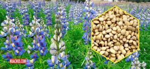 Tarwi: ya estudian esta prodigiosa leguminosa para prevenir hipertensión y diabetes Tarwi: ya estudian esta prodigiosa leguminosa para prevenir hipertensión y diabetes