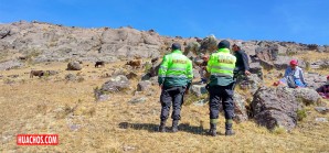 Fuerzas del orden recuperan ganado robado por los abigeos Fuerzas del orden recuperan ganado robado por los abigeos
