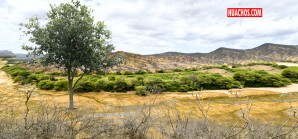 Nuevo estudio científico sobre el legendario árbol algarrobo o huarango Nuevo estudio científico sobre el legendario árbol algarrobo o huarango