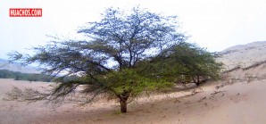 "Día del Árbol” se conmemora cada 1 de setiembre en nuestro país "Día del Árbol” se conmemora cada 1 de setiembre en nuestro país