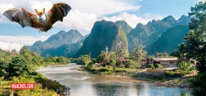 Científicos descubren un virus muy similar al del covid-19 en murciélagos de Laos Científicos descubren un virus muy similar al del covid-19 en murciélagos de Laos