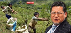 “Más del 90% de la hoja de coca producida en el Perú termina convertido en cocaína” “Más del 90% de la hoja de coca producida en el Perú termina convertido en cocaína”