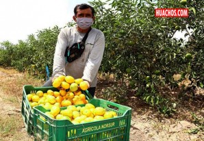 Cítricos y paltas continúan liderando exportaciones de Ica en el 2021 Cítricos y paltas continúan liderando exportaciones de Ica en el 2021