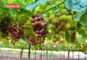 Campaña de uva de mesa 2021-2022 se inició con pie derecho Campaña de uva de mesa 2021-2022 se inició con pie derecho