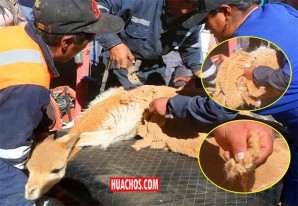 Comunidades obtendrán más de 2 millones de soles por venta de fibra de vicuña Comunidades obtendrán más de 2 millones de soles por venta de fibra de vicuña