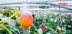 "Huevos del Sol", los mangos mas caros del mundo | VIDEO "Huevos del Sol", los mangos mas caros del mundo | VIDEO