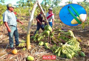 Ciencias nucleares para controlar las plagas | VIDEO Ciencias nucleares para controlar las plagas | VIDEO