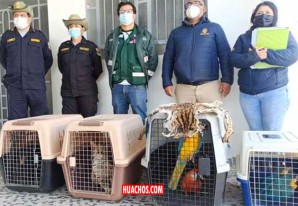 Rescatan tigrillo, mono, guacamayos que estaban en cautiverio en una vivienda en Chincha Rescatan tigrillo, mono, guacamayos que estaban en cautiverio en una vivienda en Chincha