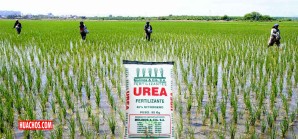 84% de cosechas de arroz de agricultores de subsistencia usa solo fertilizantes 84% de cosechas de arroz de agricultores de subsistencia usa solo fertilizantes