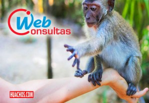 Portal Web para consultar los resultados de exámenes por viruela del mono Portal Web para consultar los resultados de exámenes por viruela del mono