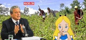 Cultivos de hoja coca en el Perú se incrementaron en casi 20.000 hectáreas en un año Cultivos de hoja coca en el Perú se incrementaron en casi 20.000 hectáreas en un año