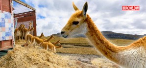 Huancavelica le da la mano a Cajamarca con fines de repoblamiento de la vicuña Huancavelica le da la mano a Cajamarca con fines de repoblamiento de la vicuña