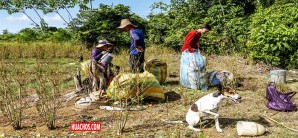 Ambiente de fin del mundo en la comarca de Tibú, fértil región en la frontera de Colombia y Venezuela Ambiente de fin del mundo en la comarca de Tibú, fértil región en la frontera de Colombia y Venezuela