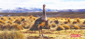 SERFOR decomisó en Pucusana una caja llena de "patitos" a un traficante | VIDEO SERFOR decomisó en Pucusana una caja llena de "patitos" a un traficante | VIDEO