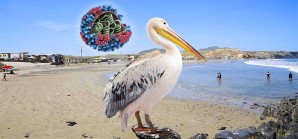 Confirman presencia de un brote de gripe aviaria H5 en playas de Paita, Piura Confirman presencia de un brote de gripe aviaria H5 en playas de Paita, Piura