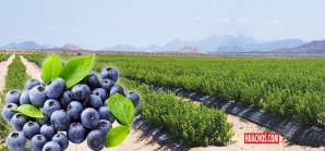 Arándanos rumbo a convertirse en primer cultivo agroexportador peruano en China Arándanos rumbo a convertirse en primer cultivo agroexportador peruano en China