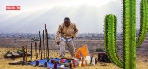 Declaran Patrimonio Cultural de la Nación saberes tradicionales del cactus San Pedro Declaran Patrimonio Cultural de la Nación saberes tradicionales del cactus San Pedro