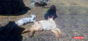 Tristeza total, se muere el ganado por la terrible sequía que azota los andes Tristeza total, se muere el ganado por la terrible sequía que azota los andes