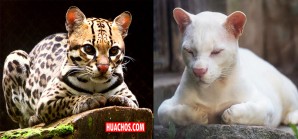 El primer gato montés (Ocelote) albino conocido en el mundo angustia a los científicos El primer gato montés (Ocelote) albino conocido en el mundo angustia a los científicos