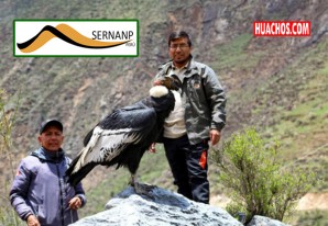 El vuelo del cóndor andino | VIDEO El vuelo del cóndor andino | VIDEO