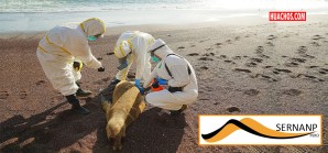 Sernanp reporta lobos marinos muertos por gripe aviar en Paracas | VIDEO Sernanp reporta lobos marinos muertos por gripe aviar en Paracas | VIDEO