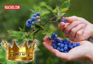 Y el Perú, sigue siendo el rey Y el Perú, sigue siendo el rey