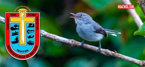 Conoce a “La Perlita de Iquitos” Conoce a “La Perlita de Iquitos”