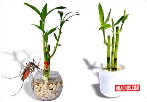 Floreros con bambú, principal foco de reproducción del zancudo que transmite el dengue Floreros con bambú, principal foco de reproducción del zancudo que transmite el dengue