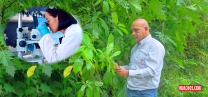 El increíble potencial farmacológico de la Amazonía peruana El increíble potencial farmacológico de la Amazonía peruana