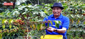 Regiones peruanas productoras de café que nos llenan de orgullo | VIDEO Regiones peruanas productoras de café que nos llenan de orgullo | VIDEO