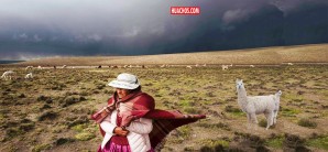 La millonaria ruta de la alpaca: un lujo ajeno para los productores andinos La millonaria ruta de la alpaca: un lujo ajeno para los productores andinos