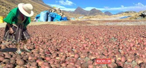 El legendario chuño, procesado en perfecta armonía con los elementos de la naturaleza El legendario chuño, procesado en perfecta armonía con los elementos de la naturaleza