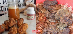 Última tendencia: Maca con extracto de rana-sapo "máxima potencia" de eficacidad Última tendencia: Maca con extracto de rana-sapo "máxima potencia" de eficacidad