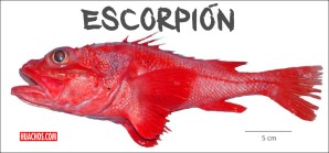 Registran por primera vez el pez escorpión de la profundidad del mar peruano Registran por primera vez el pez escorpión de la profundidad del mar peruano