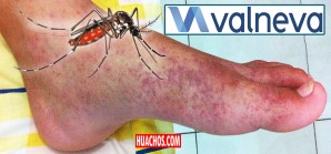 Noticia llena de esperanza en la lucha contra el temible mosquito vector del virus Chikungunya Noticia llena de esperanza en la lucha contra el temible mosquito vector del virus Chikungunya