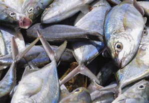 Documental choc demuestra que comer pescado no es tan sano como uno se imagina Documental choc demuestra que comer pescado no es tan sano como uno se imagina