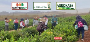 Ica: Sunafil interviene tres fundos agroexportadoras abusivas Ica: Sunafil interviene tres fundos agroexportadoras abusivas