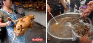 COREA DEL SUR: prohíbe la matanza, venta y consumo de carne de perro para 2027 COREA DEL SUR: prohíbe la matanza, venta y consumo de carne de perro para 2027